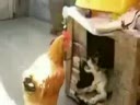 gaina si catelul