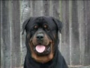 The True Character of the Rottweiler