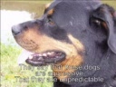 A Rottweiler's Testament to Love
